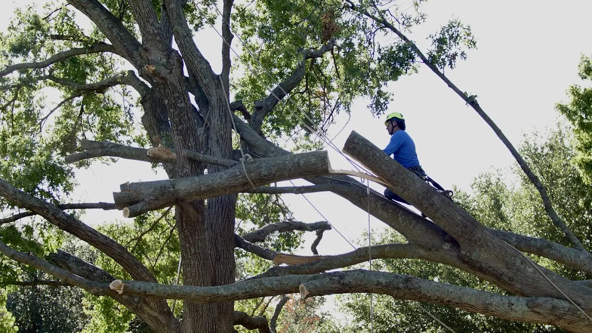 Professional Crown Thinning performed by certified arborists in Longview