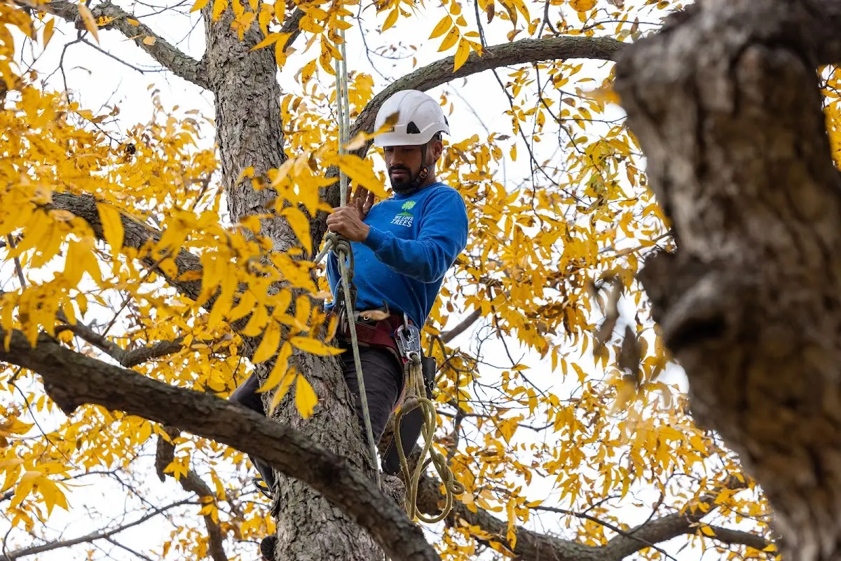 Skilled Tree Planing crew working in Longview